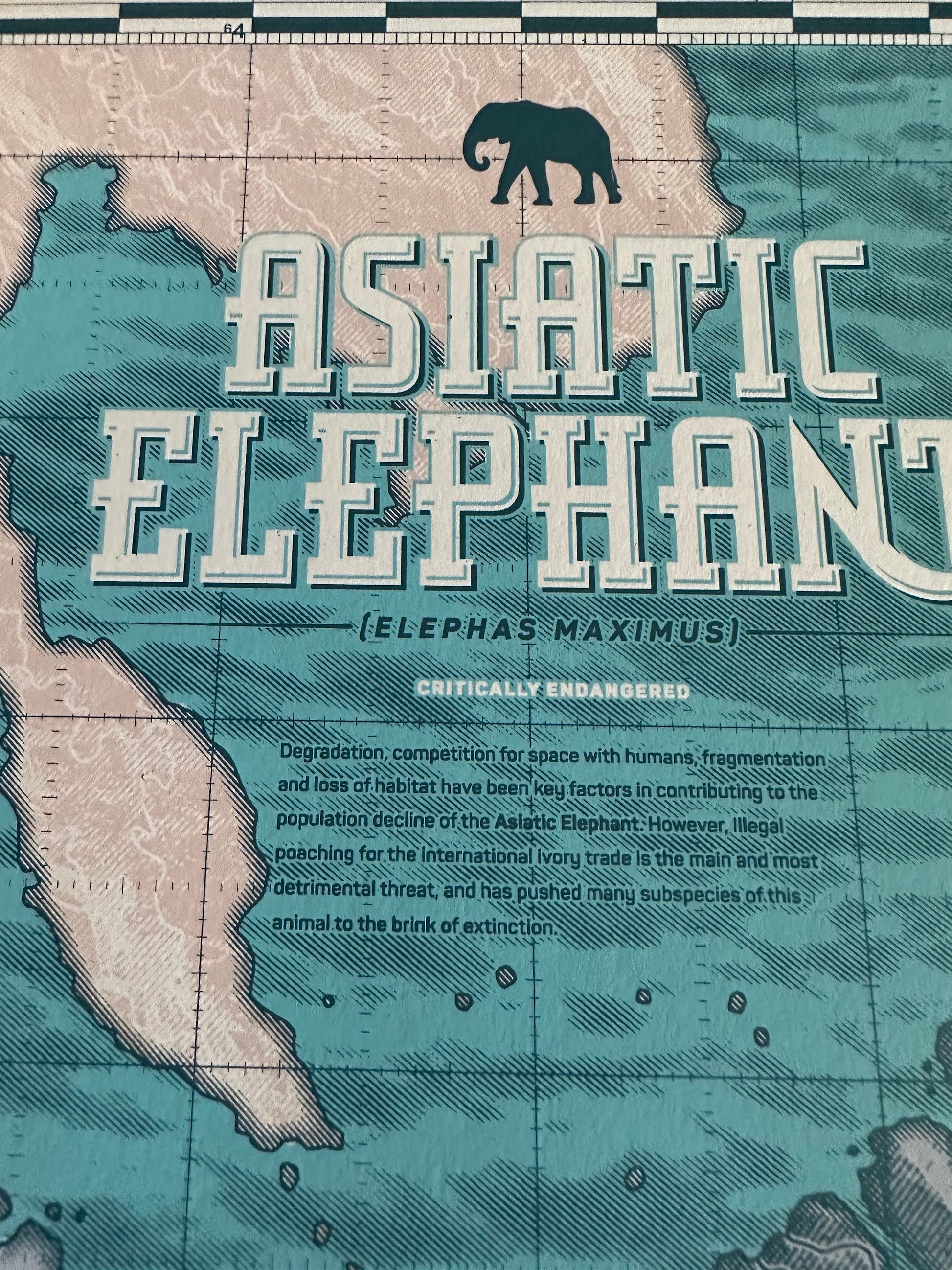 Anthony Petrie – Asiatic Elephant, 18 x 24 in, art print, image 4