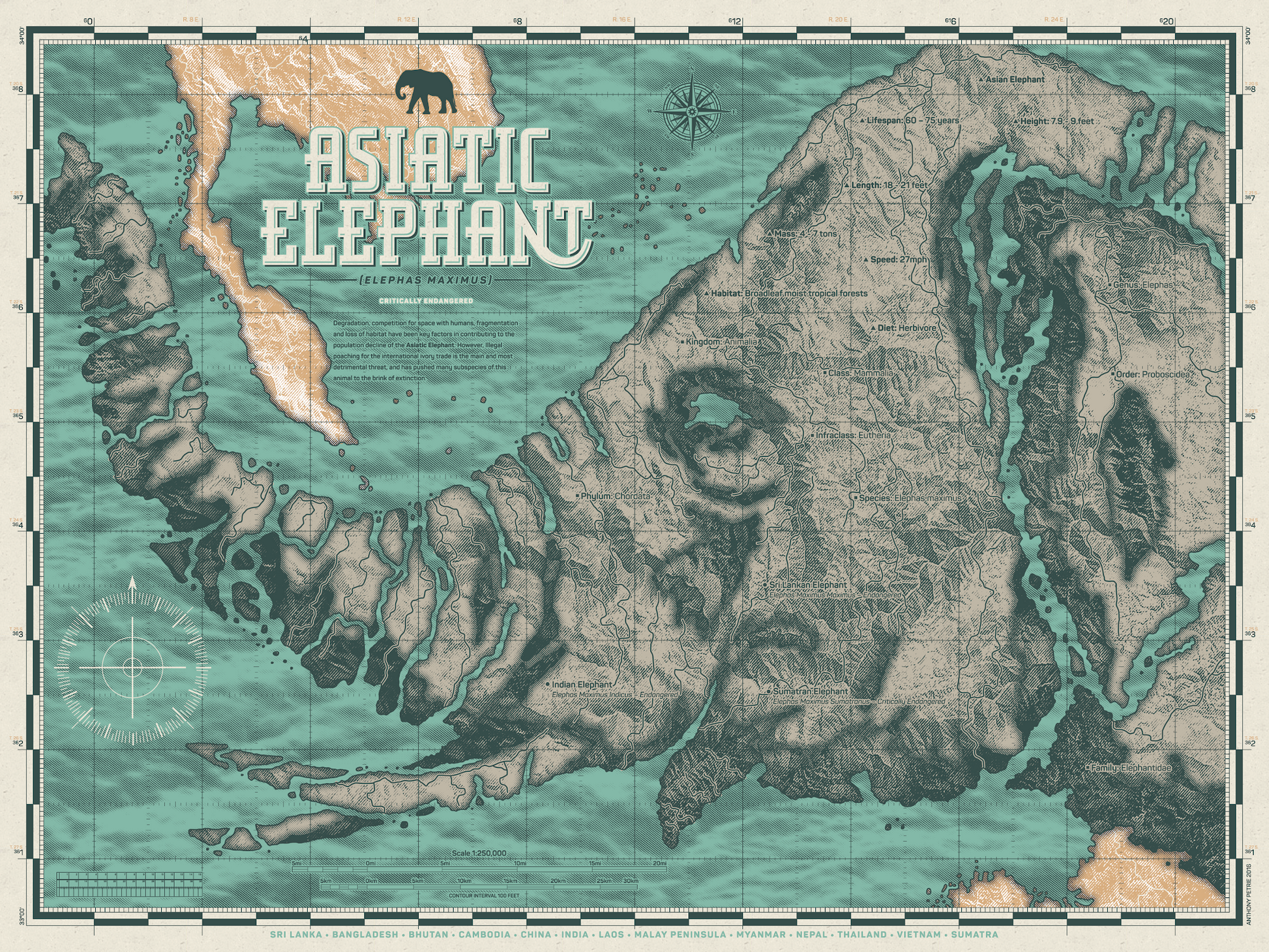 Anthony Petrie – Asiatic Elephant, 18 x 24 in, art print, image 7