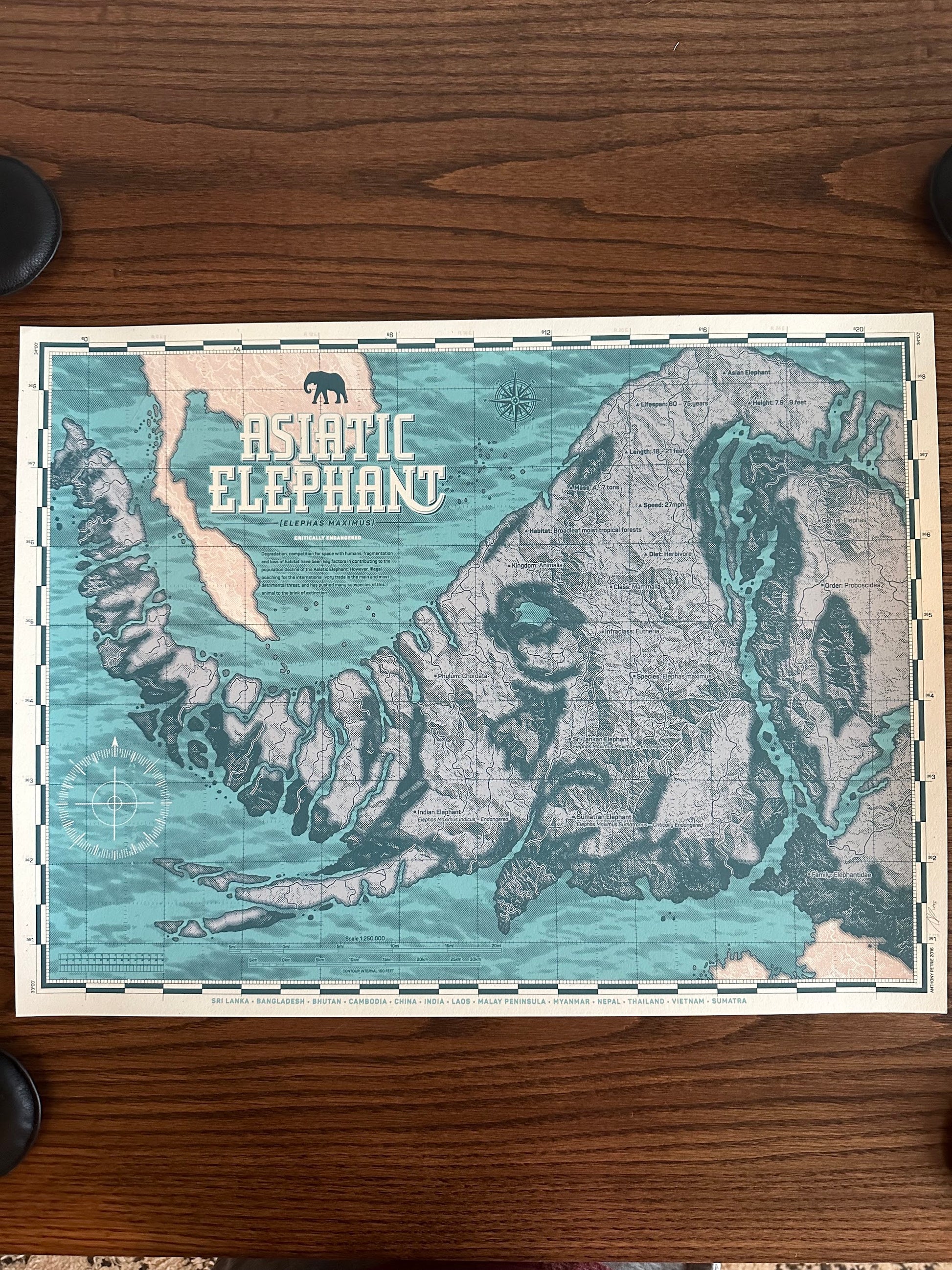 Anthony Petrie – Asiatic Elephant, 18 x 24 in, art print, image 3